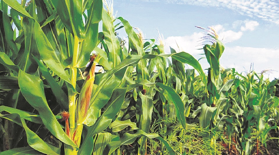 Rain and storm damage maize crop in Baitadi