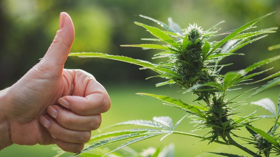 Why legalize marijuana?