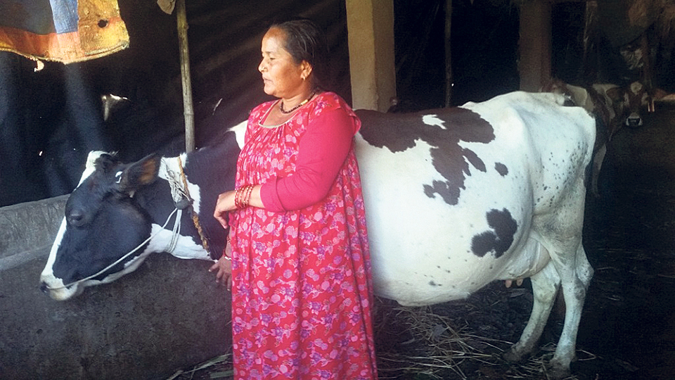 Milk farmers better off due to better marketing, supply to Kailali