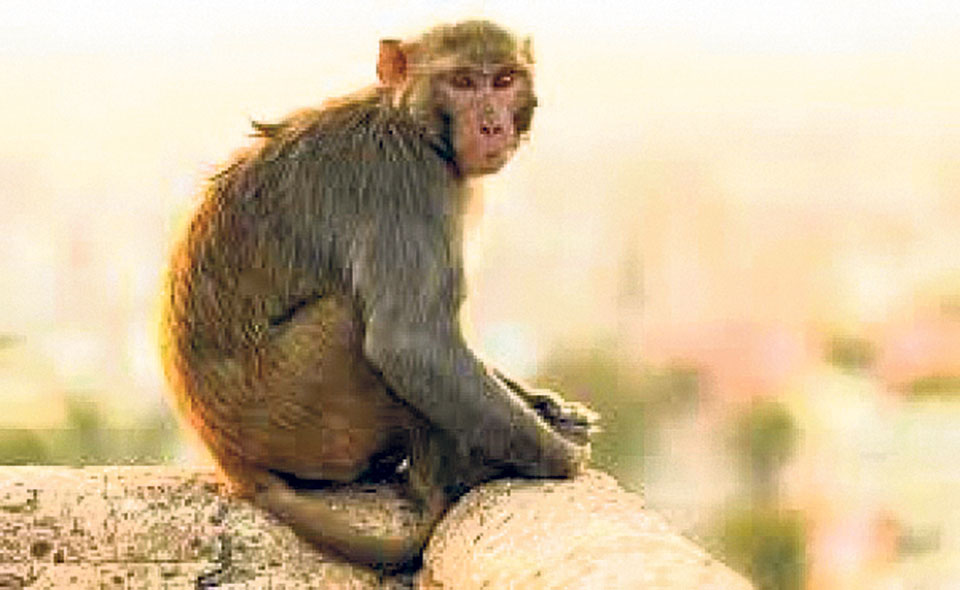 Monkey rampage displaces human settlements in Bhojpur