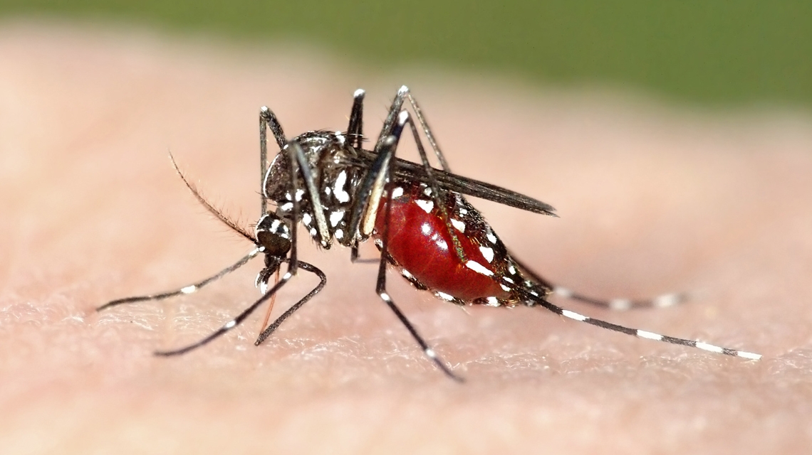 Dengue kills 20, more than 16,000 infected