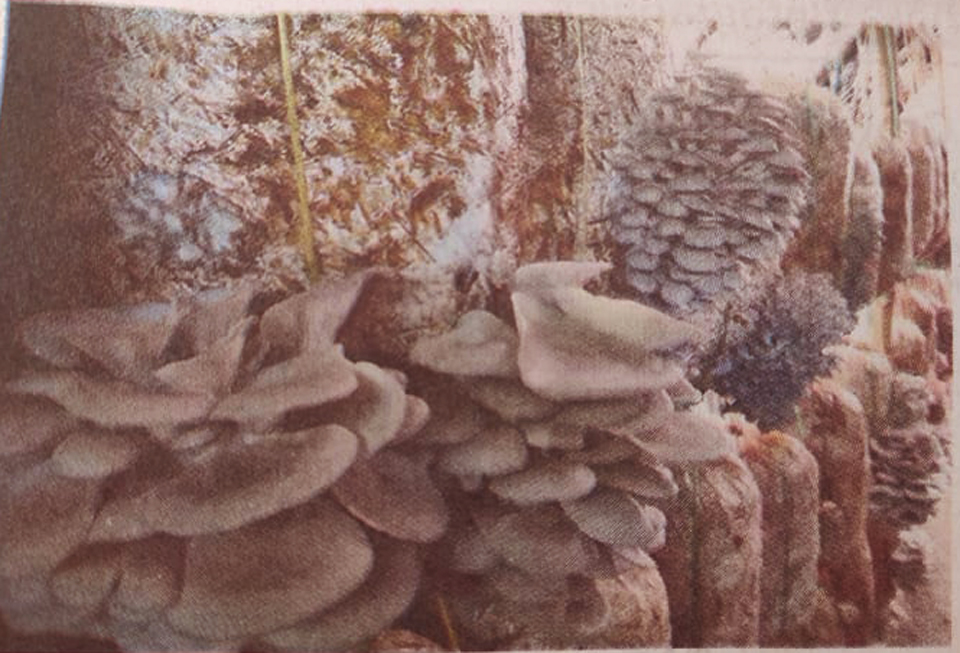 Mushroom farming, boon for Dadeldhura youth