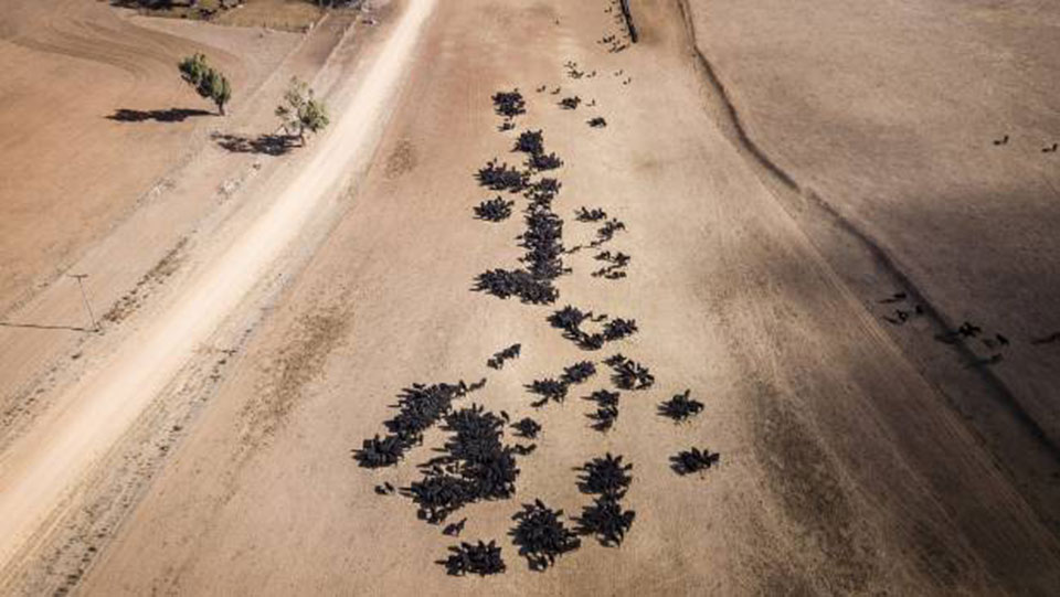 The whole of New South Wales is in drought. This is what it looks like. (Photos)