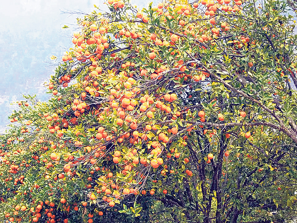 Baglung produces oranges worth Rs 240 million