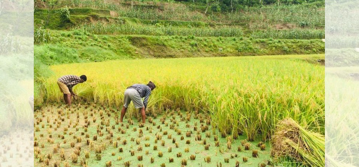 Paddy planted only on 48.64 percent of cultivable land in Province 1