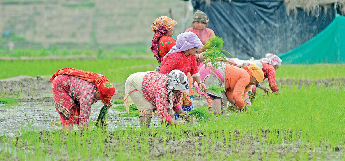 National Paddy Day being observed today