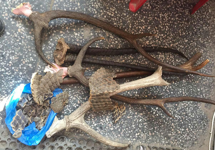 Two arrested with pangolin scales, deer horns