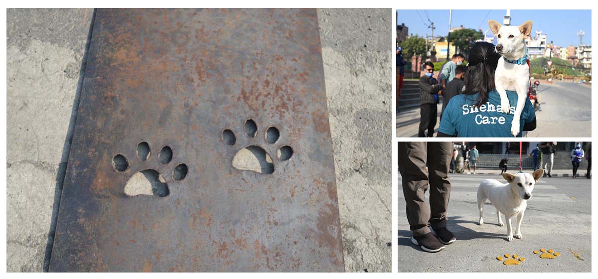 Footprints for Animals to cross roads in Lalitpur (With photos)