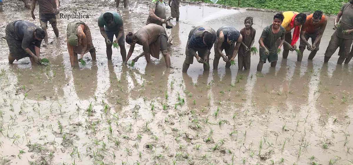 Farmers plant paddy, marking National Rice Day (photo feature)