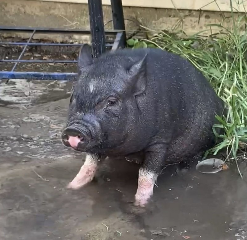 Pig-headed pig’s escapades cause owner to face citations