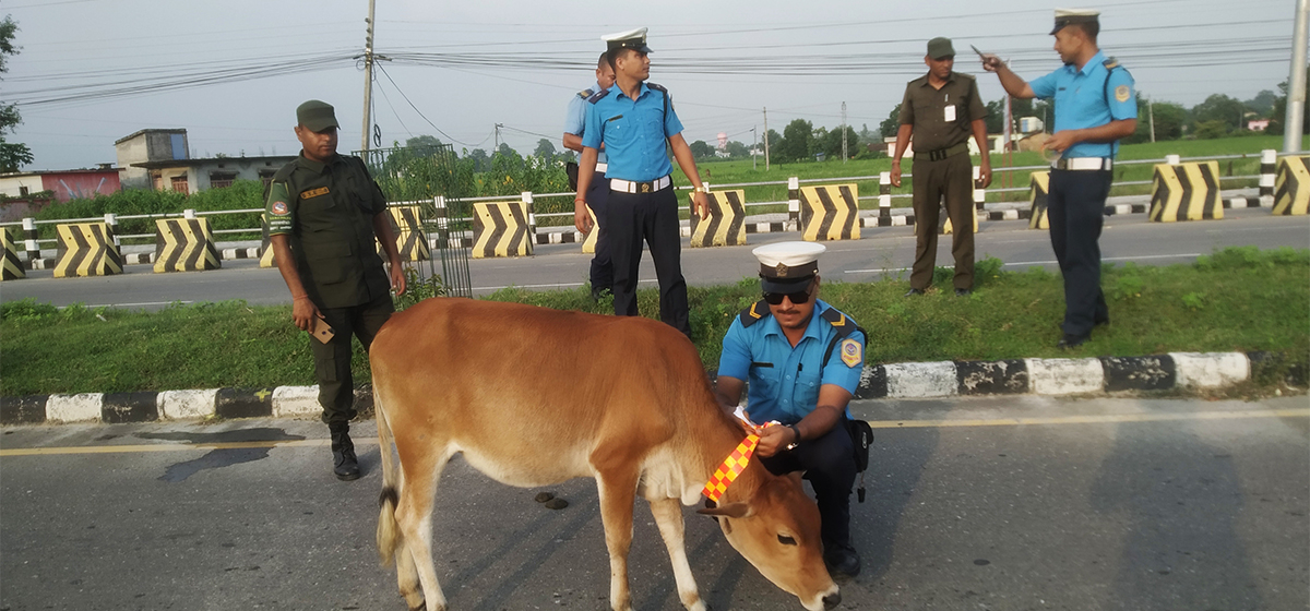 Reflective belts placed around necks and horns of stray cattle after increase in road accidents