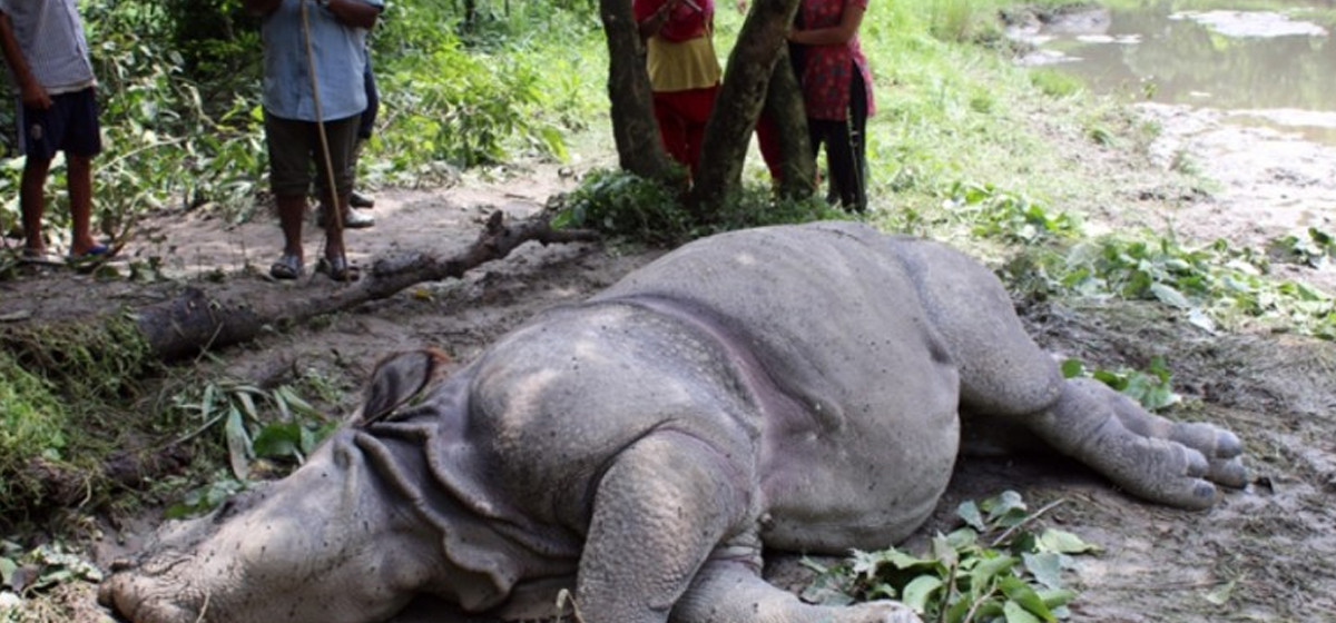 Wildlife conservation turns challenging, 21 rhinos die in 10 months