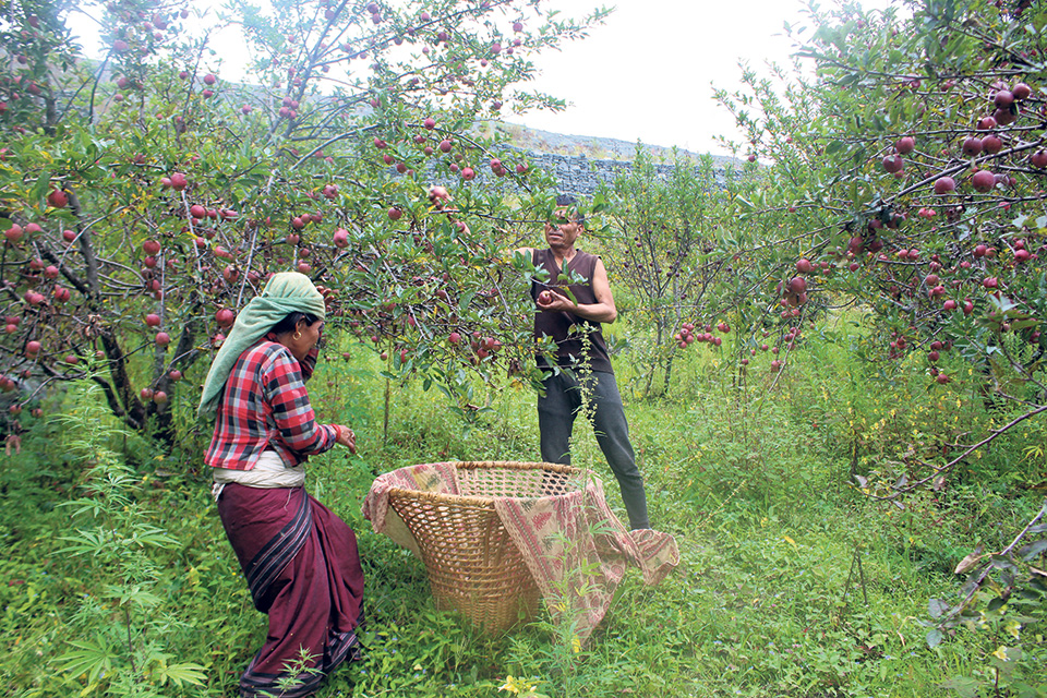 Road obstruction leaves apple farmers high and dry