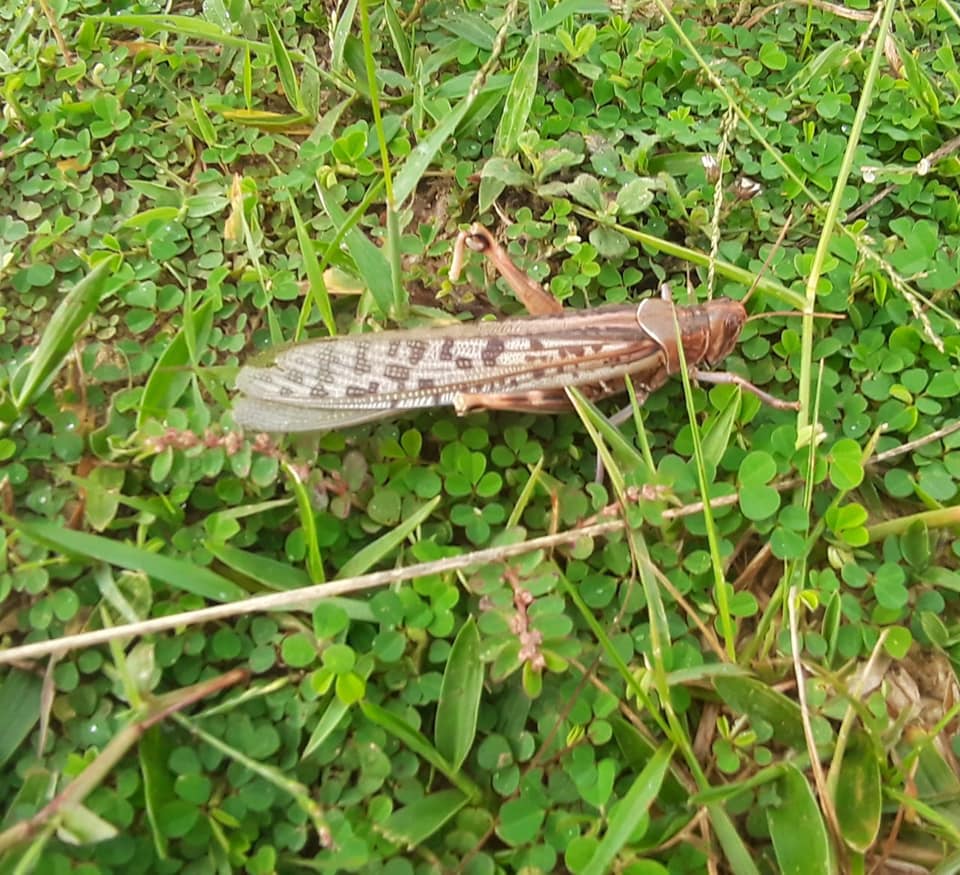Locust outbreak suspected in a number of Tarai districts