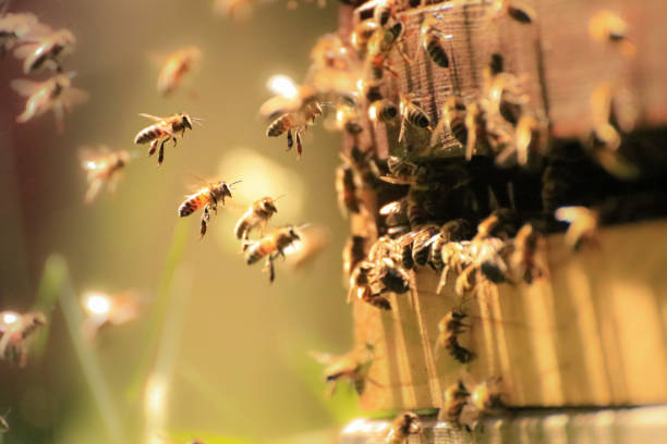 The Tale of the Honey Bees