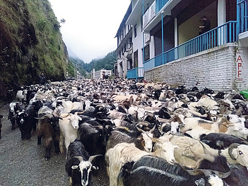 Import of sheep and mountain goats starts through Tatopani