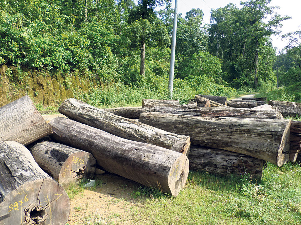 Felling trees for ‘scientific management of forest’ alarms locals