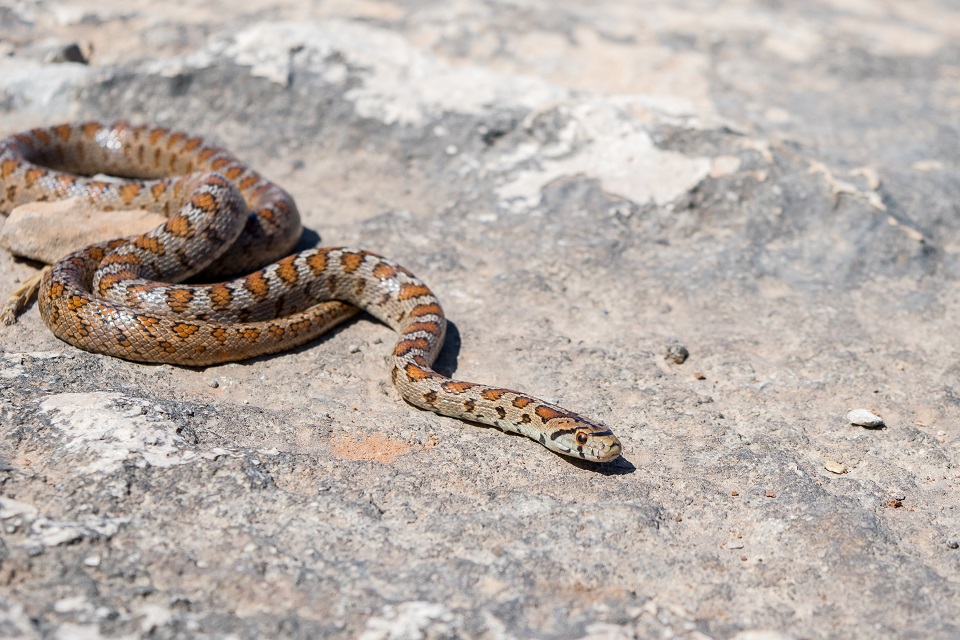 Health Ministry urges precautions against snake bites in Terai region