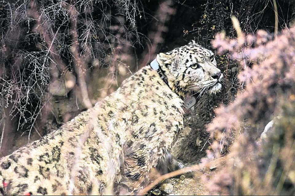Increased number of snow leopards leading to human-wildlife conflict