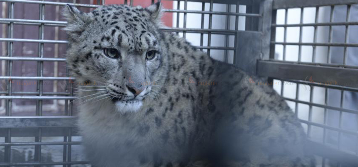 Rescued from Morang’s Urlabari, snow leopard now sheltered in air-conditioned enclosure at Lalitpur's Central Zoo