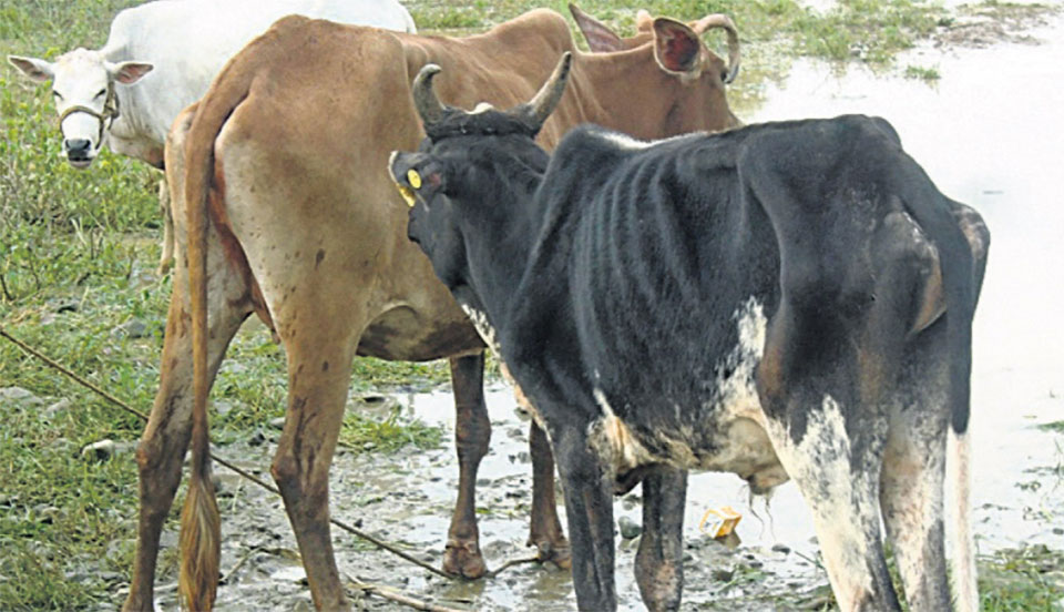 Bordering town struggle to manage stray cattle as influx from India continues