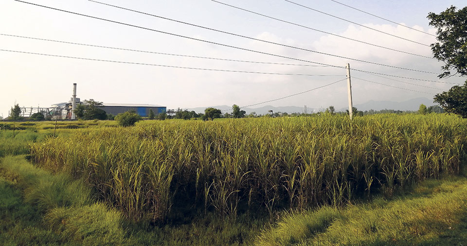 Sugarcane farmers still await payments, government subsidy