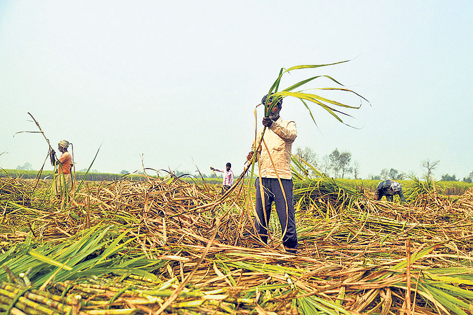 Sugarcane farming declines in Mahottari