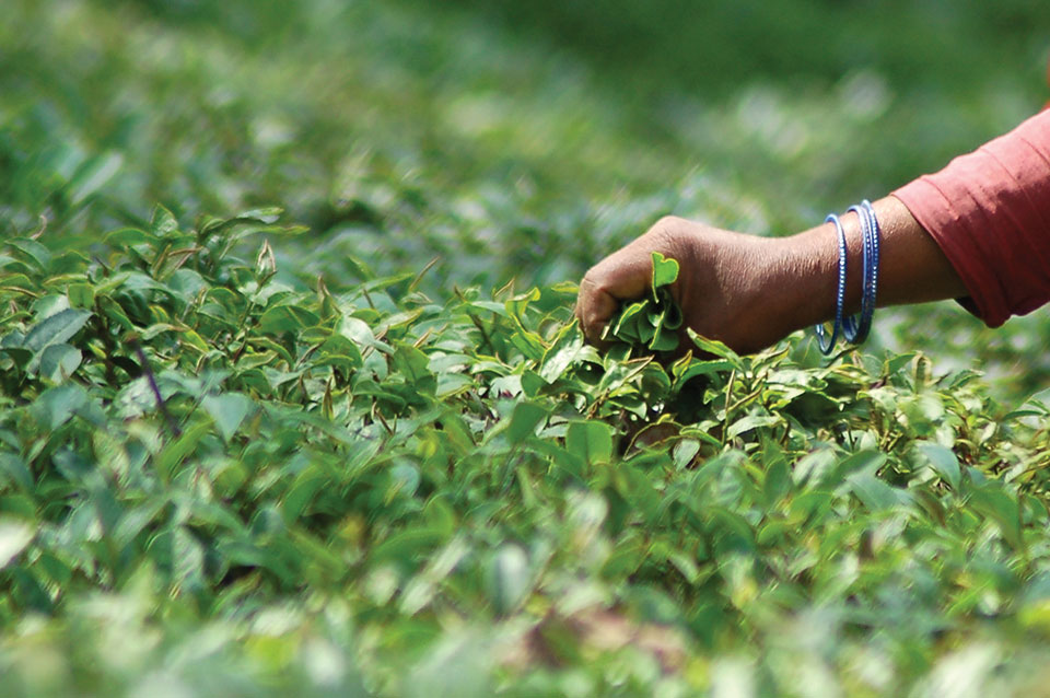 Tea exports grow by 26 percent