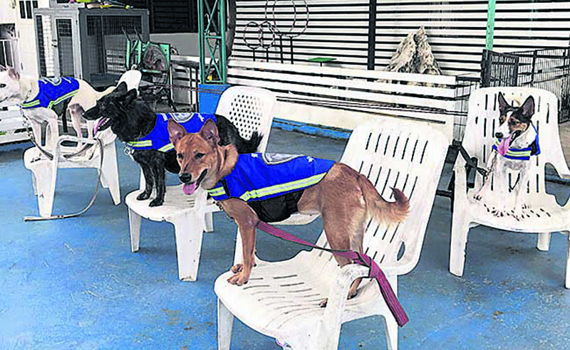 ‘Smart vest’ turns stray dogs into Thailand’s street guardians