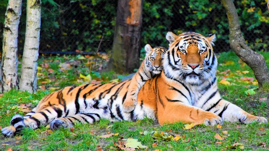 International Tiger Day being observed today
