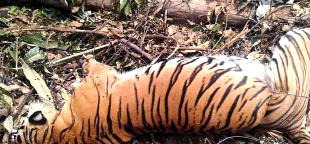 Man-eater tiger dies in Sauraha