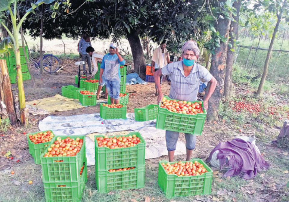 Striking the delicate balance: Tomato exports and domestic consumer interests