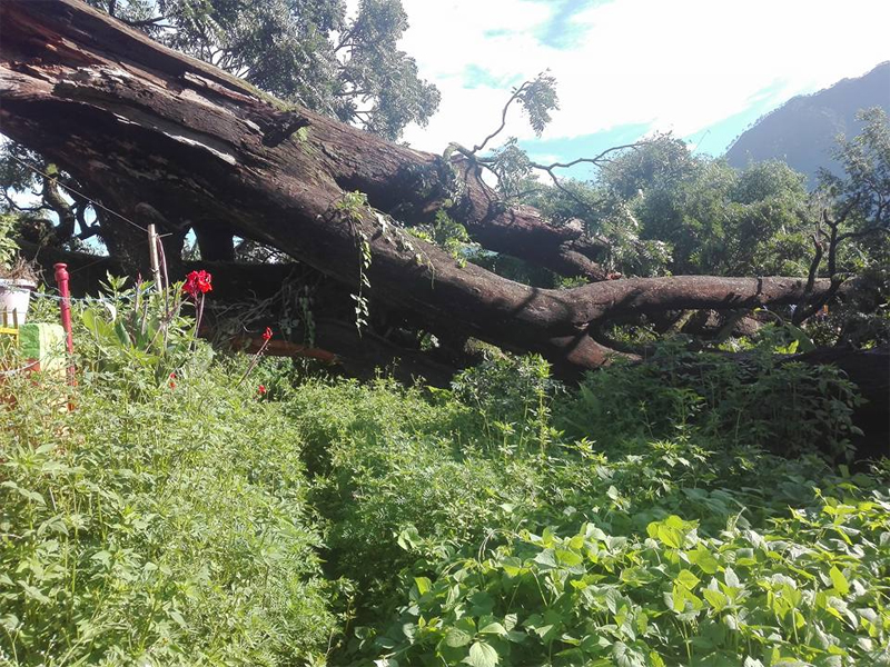 200- year old tree collapses in Baglung