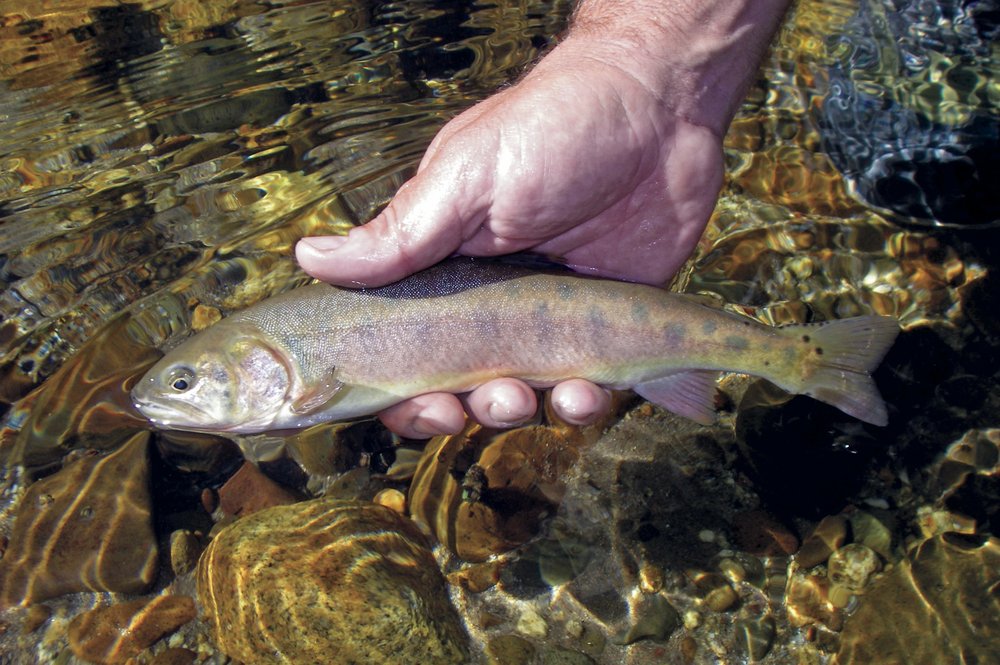 Rare California trout species returns to native habitat