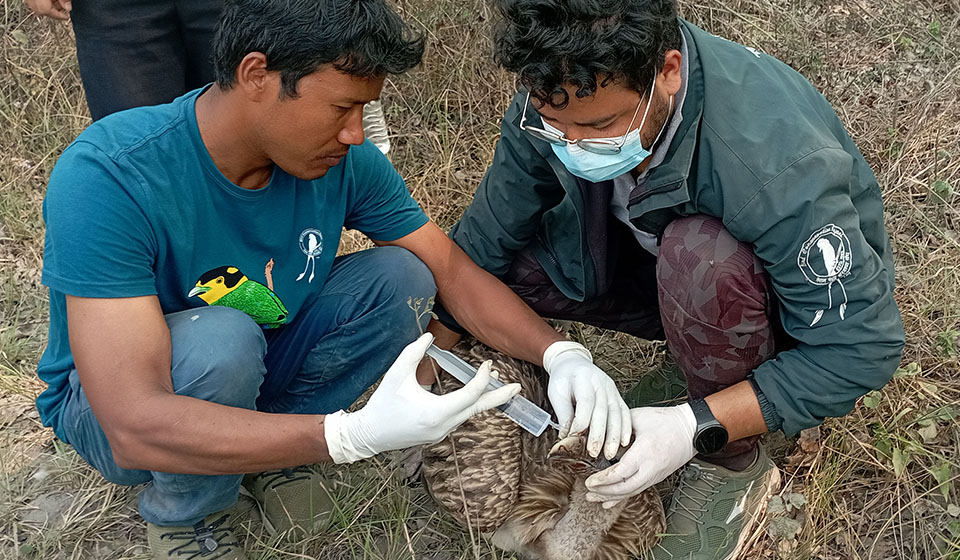 Five endangered vultures found dead  in Nawalparasi