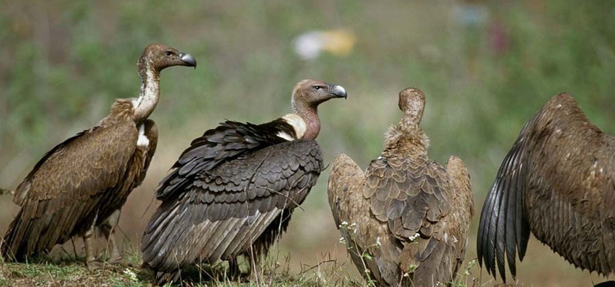 Number of vultures up by 22 per cent in Pokhara and surrounding areas