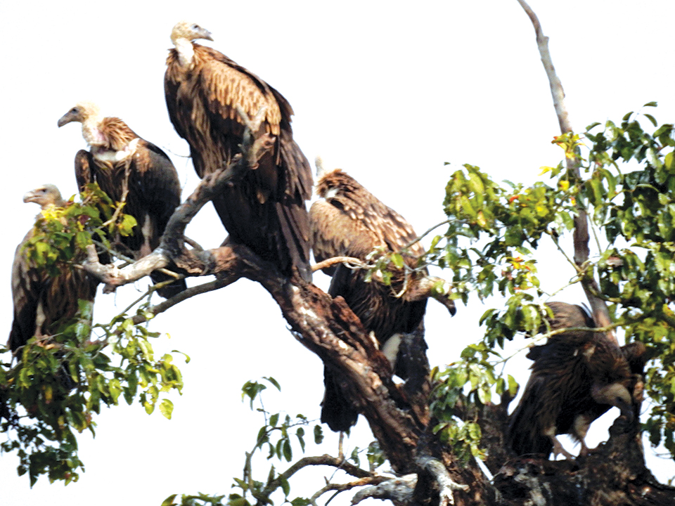 Vultures return to Shuklaphanta National Park