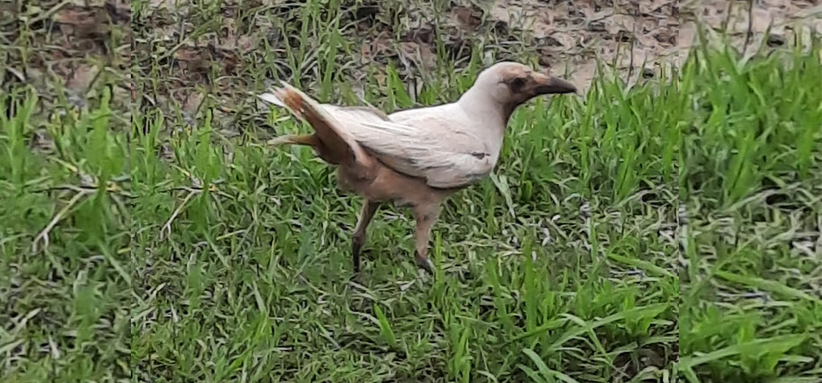 Rare white crow spotted in Rautahat