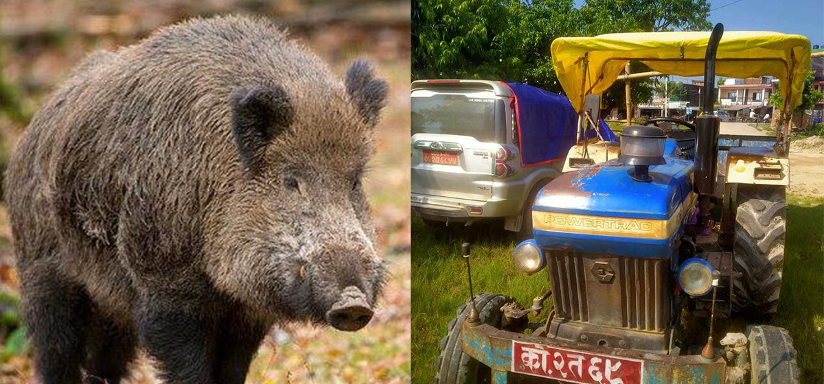 10 people, including former DIG and current sub-inspector, arrested on suspicion of killing wild boar