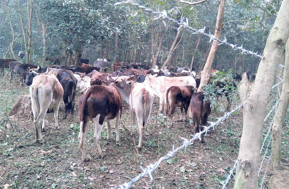 Municipality launches campaign to manage stray cattle