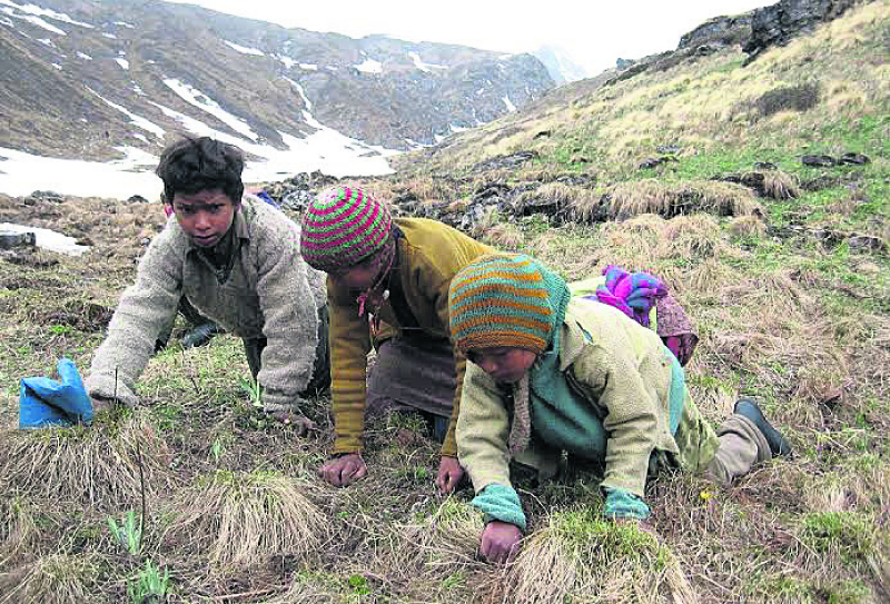 Yarsagumba collection to start in Dolpa from May 25